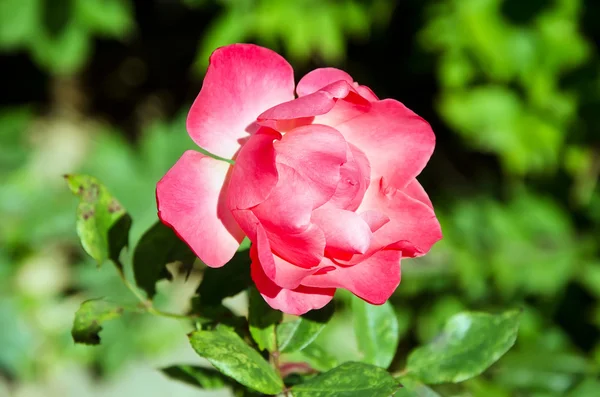 Rosa rossa aperta — Foto Stock