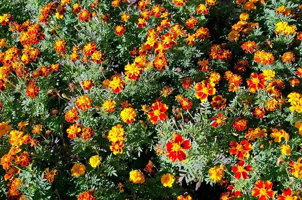 A virágágyásba piros virágok — Stock Fotó