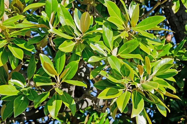 Tropiska trädgren — Stockfoto