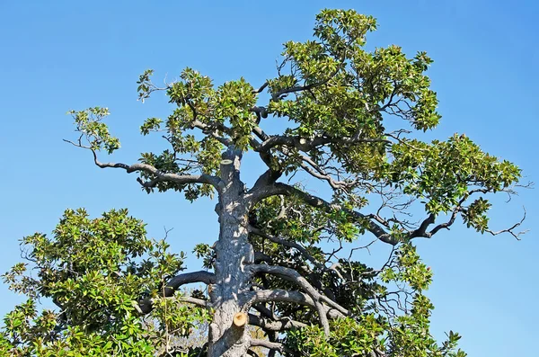 Branched tropical tree — Stock Photo, Image