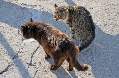 İki kedi mücadele