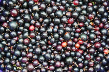 Siyah frenk üzümü meyveleri arka plan