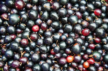 Siyah frenk üzümü meyveleri arka plan