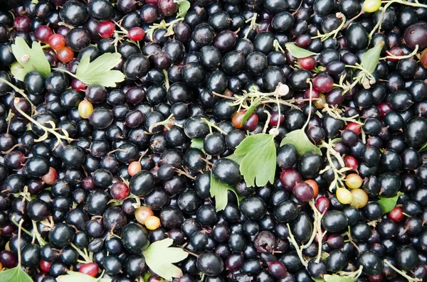 Black currant berries background — Stock Photo, Image