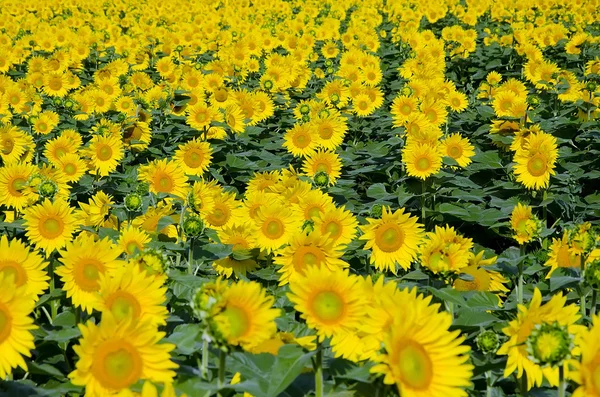 Girasoli gialli sul campo — Foto Stock