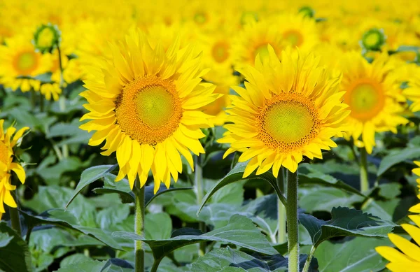 Yellow sunflowers on field — Stock Photo, Image