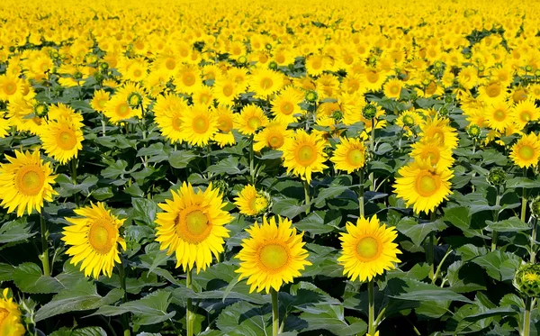Yellow sunflowers on field — Stock Photo, Image