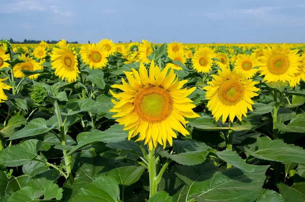 Yellow sunflowers on field — Stock Photo, Image