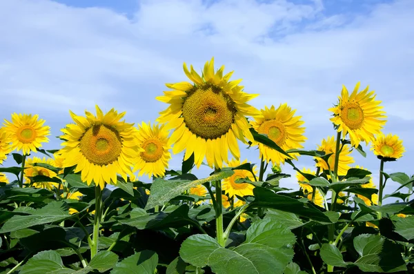 Yellow sunflowers on field — Stock Photo, Image