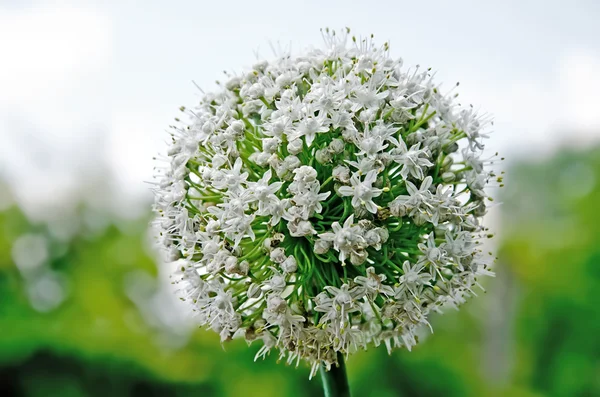 玉ねぎの花と種子 — ストック写真