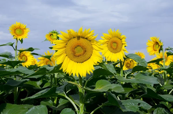 Yellow sunflowers on field — Stock Photo, Image