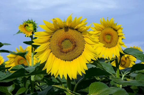 Yellow sunflowers on field — Stock Photo, Image