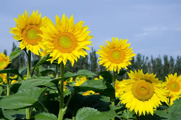 Yellow sunflowers on field — Stock Photo, Image