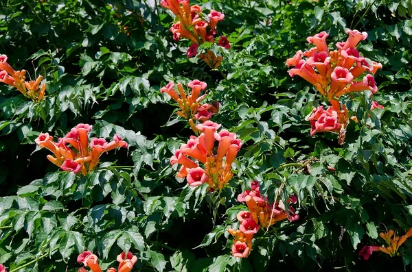 Schöne campsis-Blüten — Stockfoto