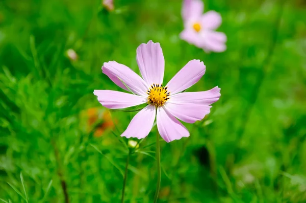 Růžový wild flower — Stock fotografie