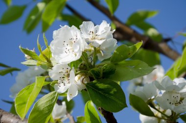 Ağaç dalı üzerinde çiçek açan çiçekler