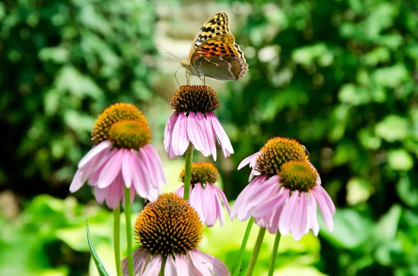 Butterfly sitting on flowers — Stock Photo, Image