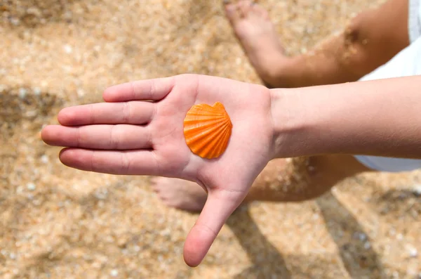Orange shell on hand