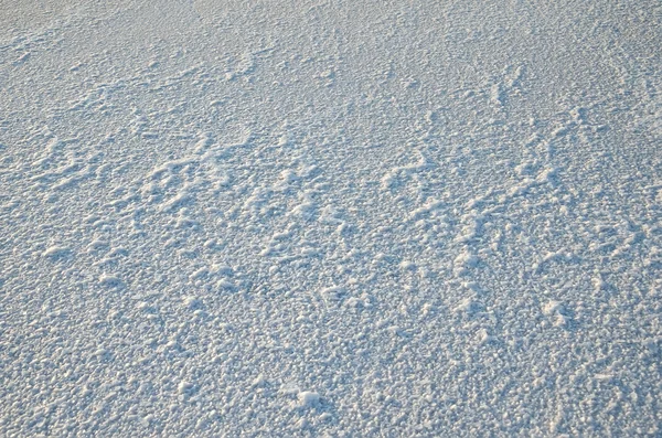 Lake Salt crystals — Stock Photo, Image