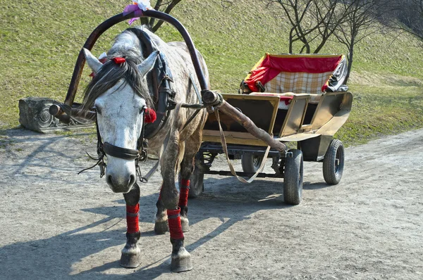 Cavalo amarrado a uma carroça — Fotografia de Stock