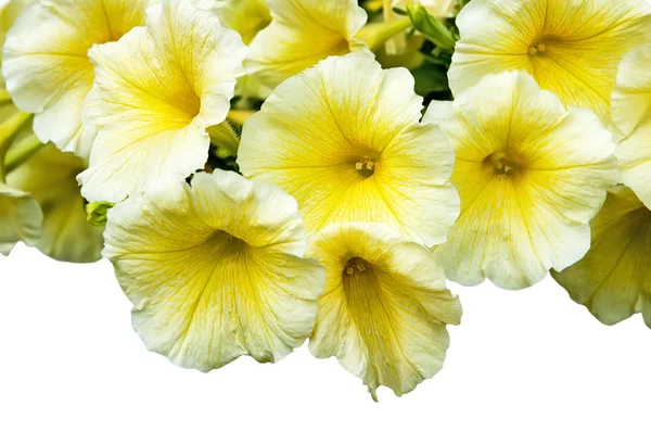 Yellow flowers gramophones — Stock Photo, Image