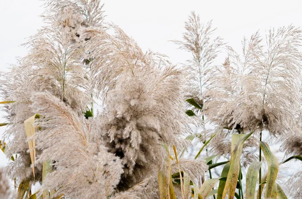 Roseaux de branche contre le ciel — Photo