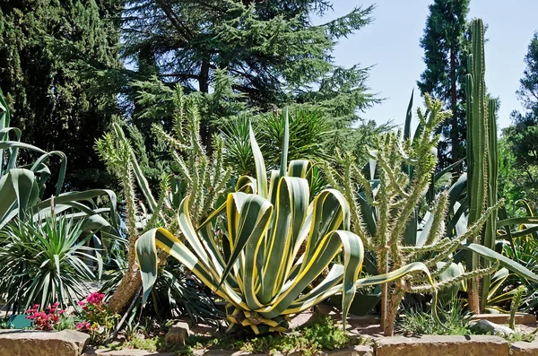 Agave y cactus en el parque —  Fotos de Stock