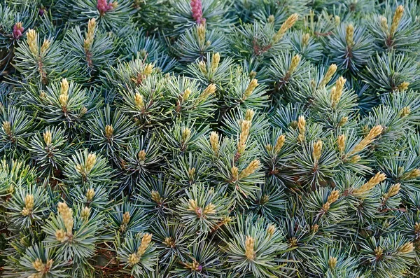 Prachtige pine branch close-up — Stockfoto