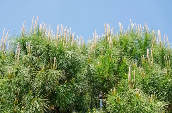 Beautiful pine branch on the sky background — Stock Photo, Image