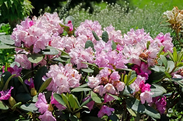 Belas flores cor de rosa no jardim — Fotografia de Stock