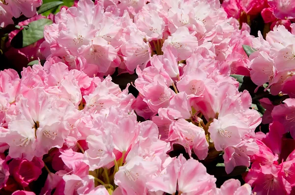 Όμορφα ροζ λουλούδια στον κήπο — Φωτογραφία Αρχείου