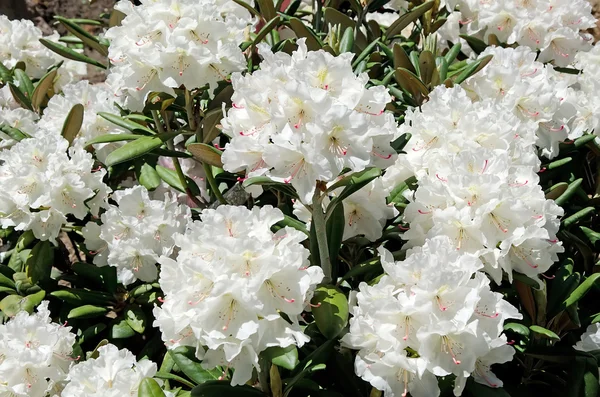 Belas flores brancas no jardim — Fotografia de Stock