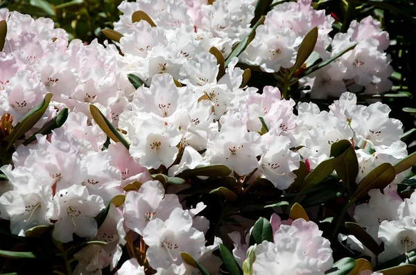 Belas flores brancas no jardim — Fotografia de Stock