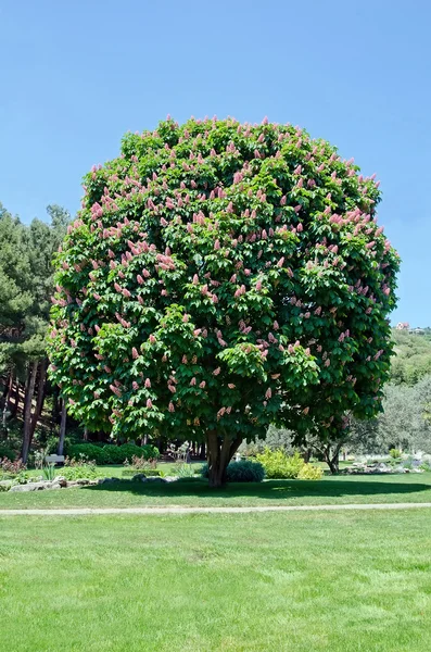 Lonely tree standing chestnut — Stock Photo, Image