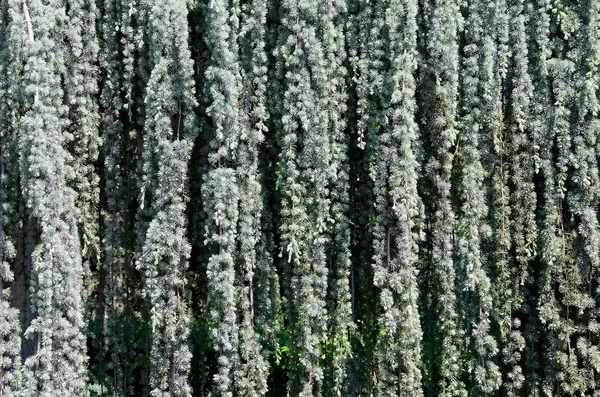 Çam dalları oluşan duvar — Stok fotoğraf