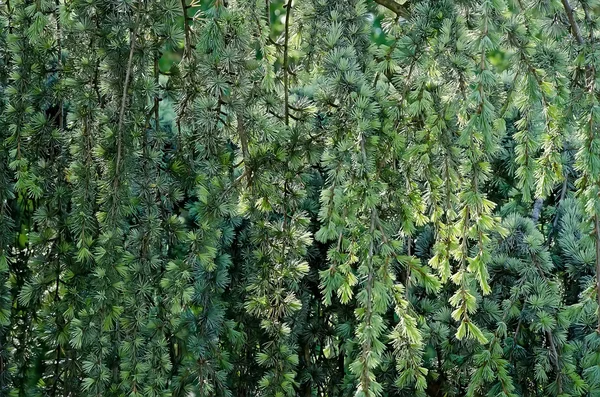 Wall consisting of pine branches — Stock Photo, Image