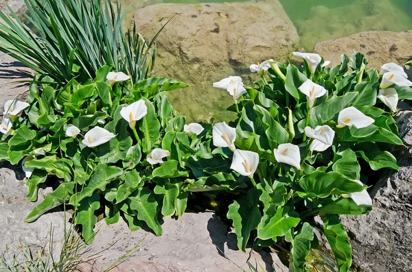 Bunga lili calla putih di kolam — Stok Foto