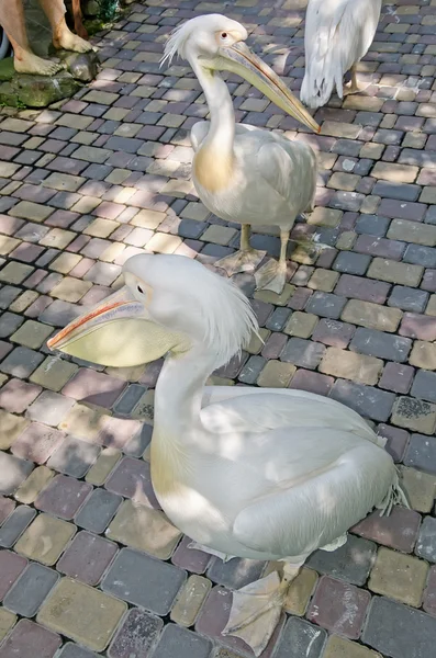 Pelicans in zoo di Yalta — Foto Stock