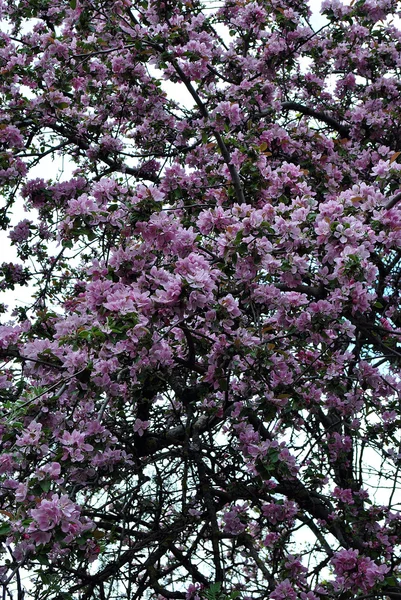 Árvore em flor — Fotografia de Stock