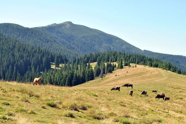 Ängen och kor i bergen — Stockfoto