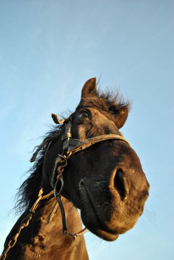 At nalı namlu siyah