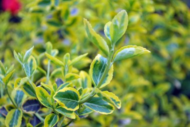 Bush iki renkli yapraklarda