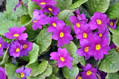 Bahçede mor çiçekler