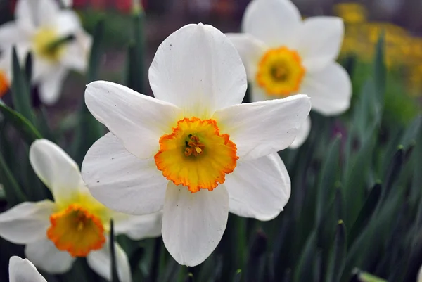 Białe kwiaty na podwórku — Zdjęcie stockowe