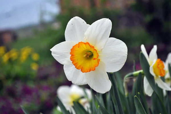 Fleur blanche à mi-chemin jaune — Photo