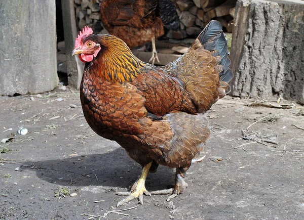 Pollo in cortile — Foto Stock