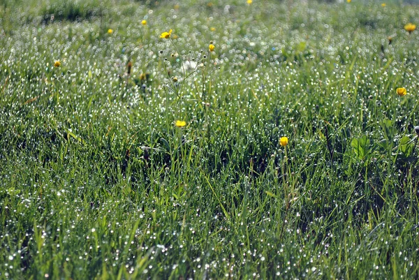 Wiese am Morgen — Stockfoto