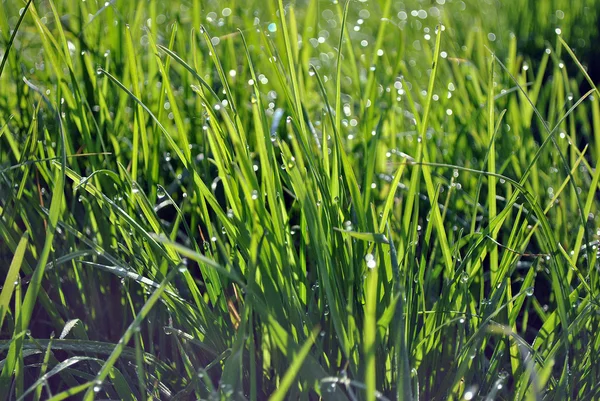 Lacrima gocce sull'erba — Foto Stock