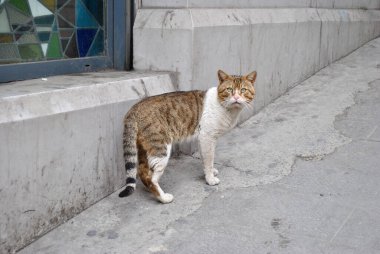 Gri ve beyaz kedi kameraya doğru bakıyor.