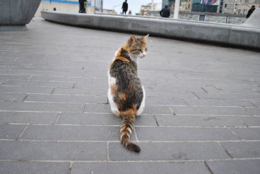 İstanbul 'da üç renkli evsiz kedi
